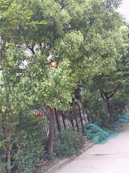 南京金轮第一城外景图