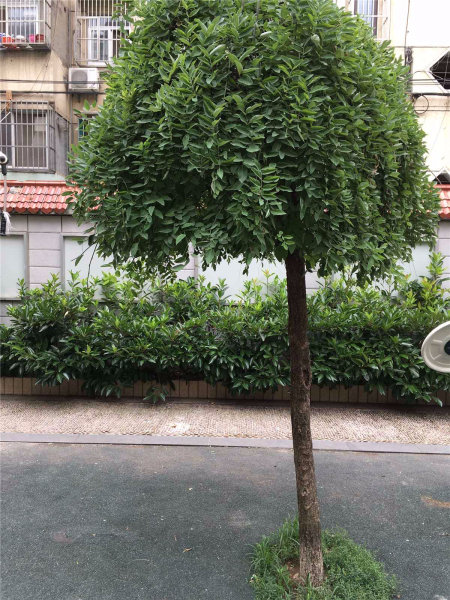 南京殷高巷小区外景图
