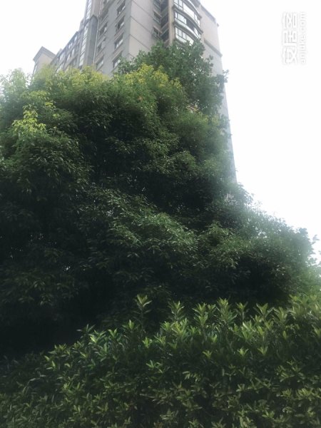 推推99南京房产网天安恒隆花园外景图