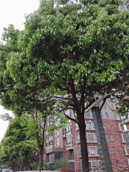 推推99房产网南京二手房房源图片