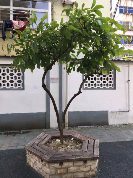 南京安如村外景图