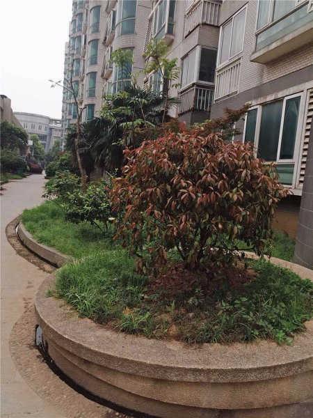 南京枫情佳园外景图