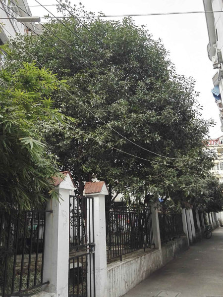 上海岳阳路200弄小区二手房房源图片