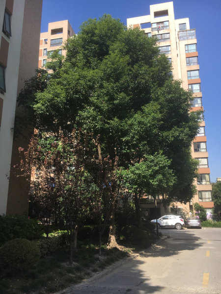 上海保利海上五月花(公寓住宅)二手房房源图片