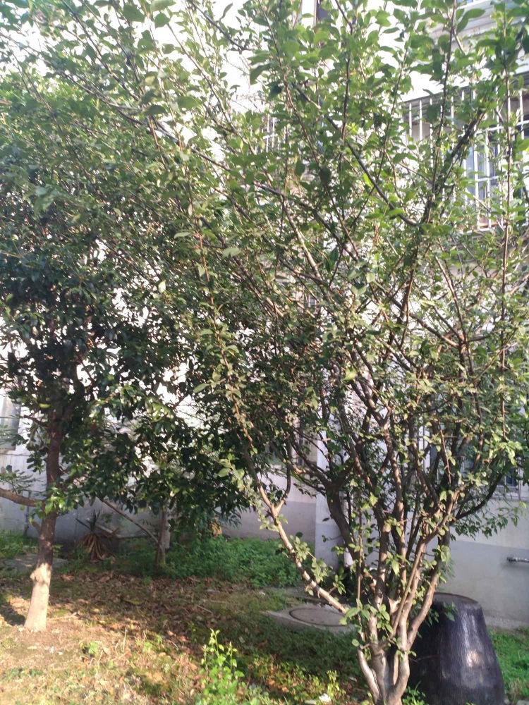 苏州苏苑新村(东区)二手房房源图片