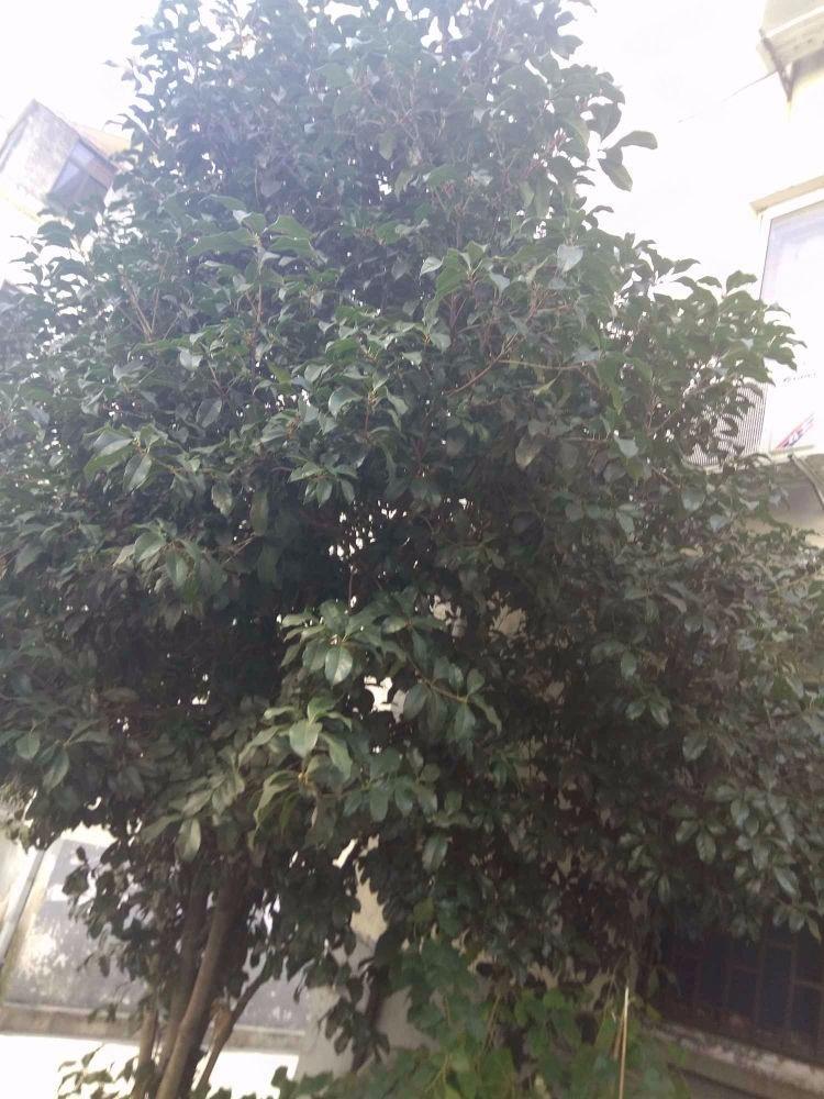 苏州吴中村二手房房源图片
