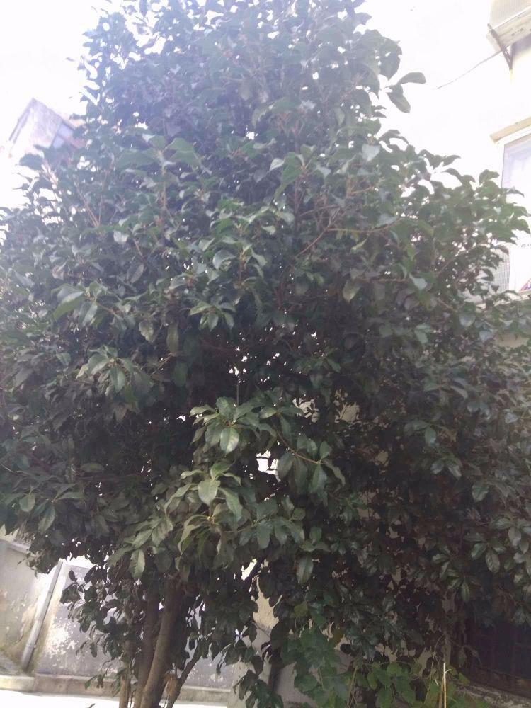 苏州吴中村二手房房源图片