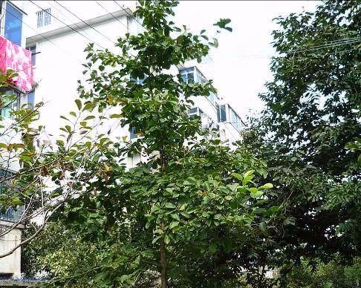 苏州金桥新村(姑苏)二手房房源图片