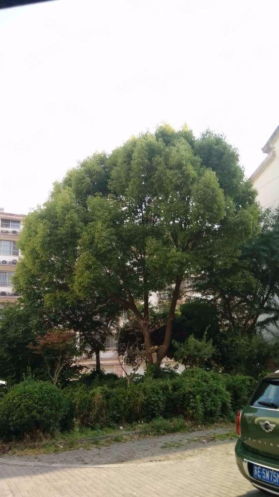 苏州龙西新村莫厘苑二手房房源图片