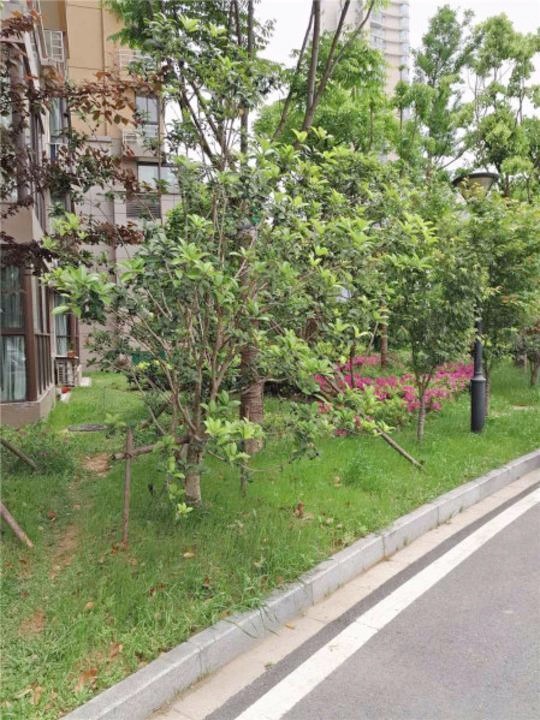 南京武夷绿洲品兰苑二手房房源图片