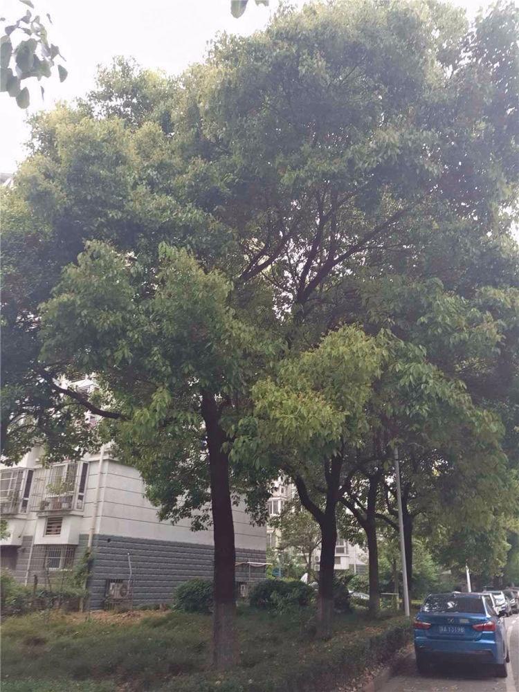 南京潭桥公寓南园二手房房源图片