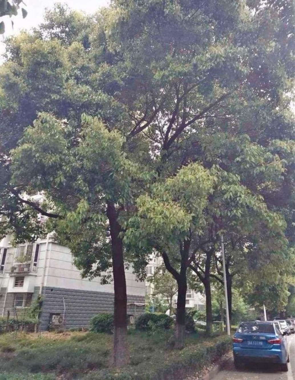 南京潭桥公寓南园二手房房源图片
