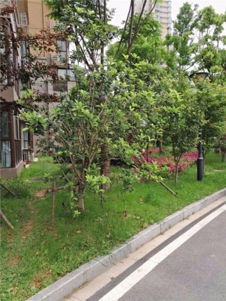 南京武夷绿洲品兰苑二手房房源图片