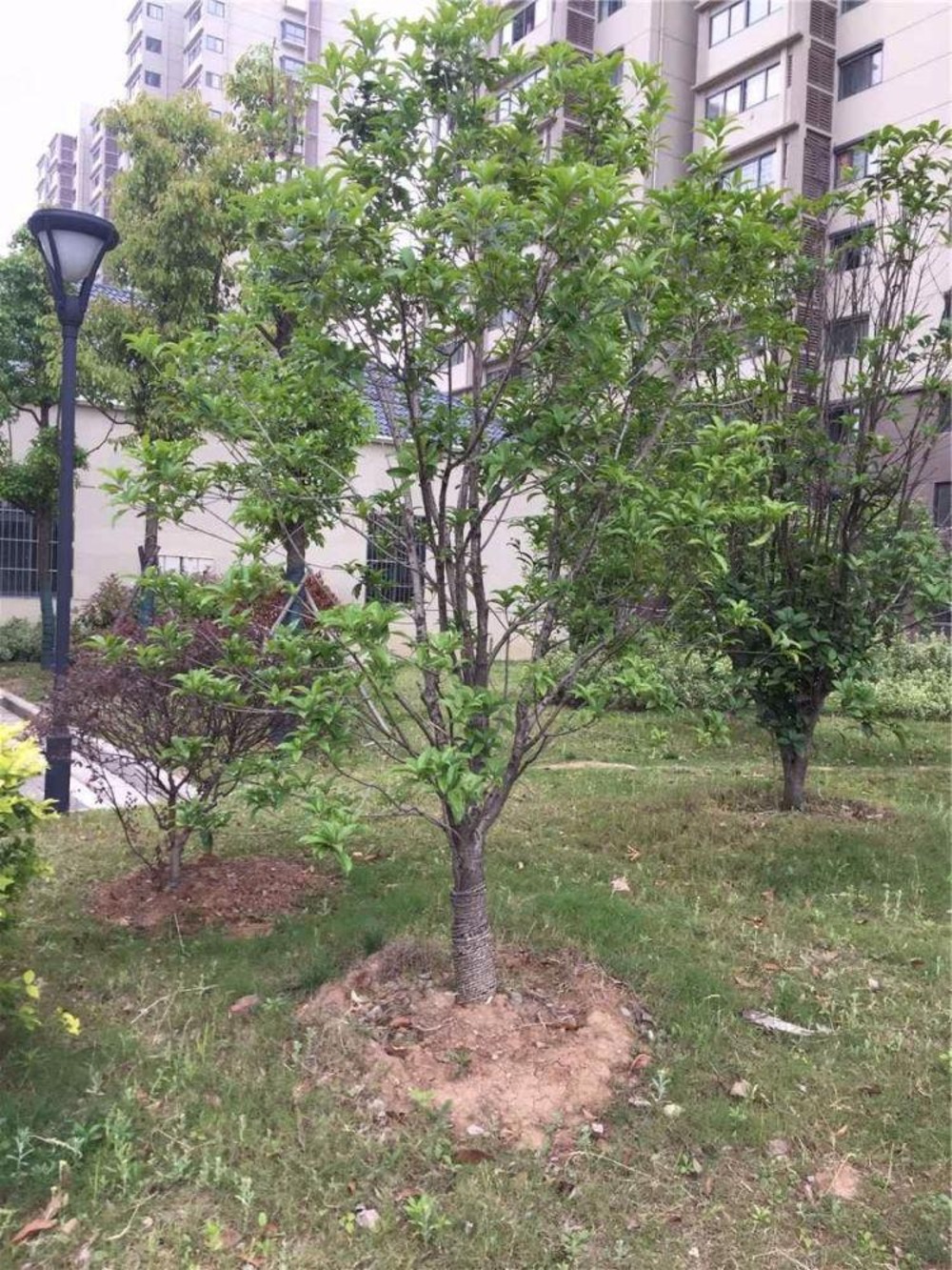 南京泥塘新苑二手房房源图片