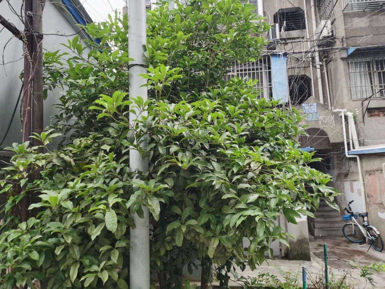 南京来凤小区(仓顶)二手房房源图片