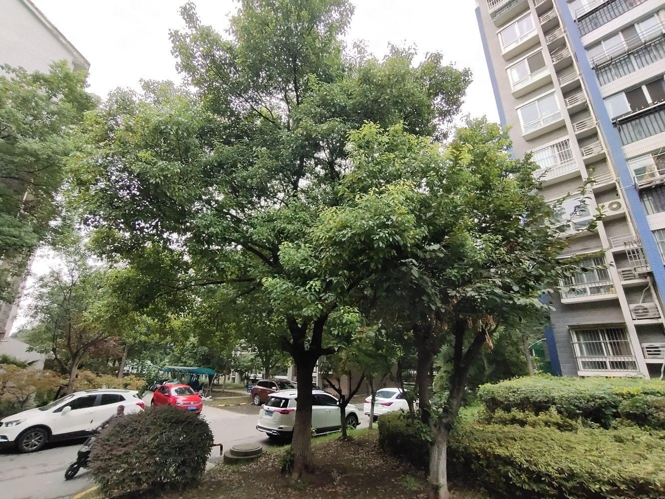 南京武夷绿洲观竹苑二手房房源图片
