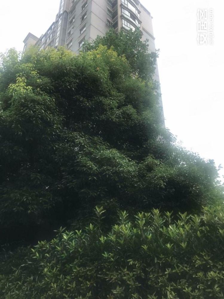 南京天安恒隆花园二手房房源图片