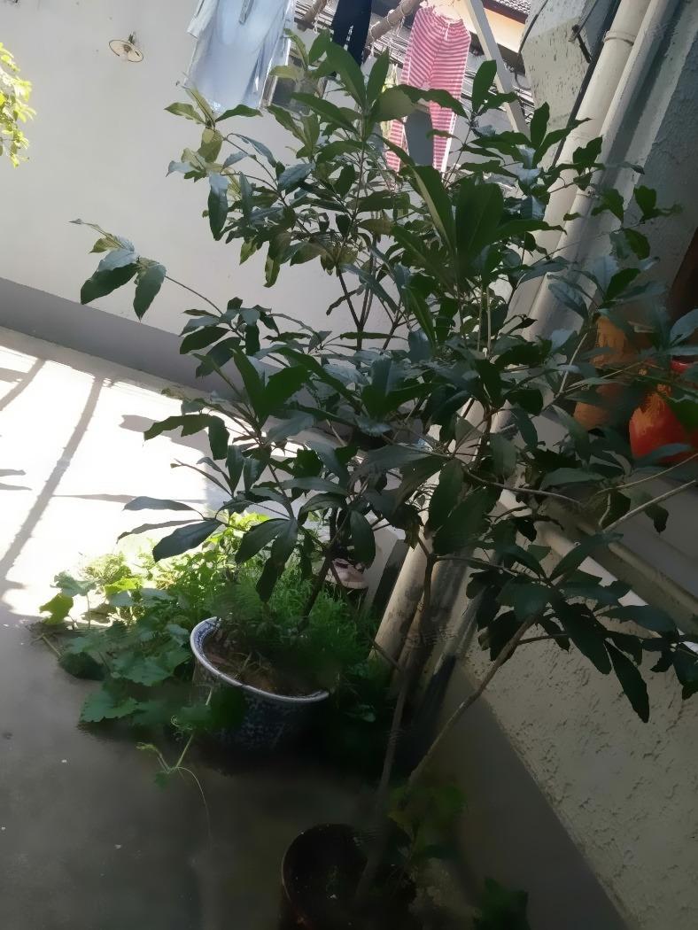 上海向阳小区二手房房源图片