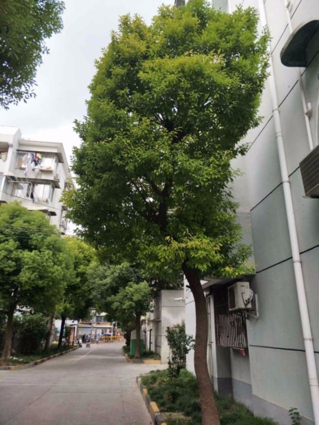 上海临汾路1565弄小区二手房房源图片