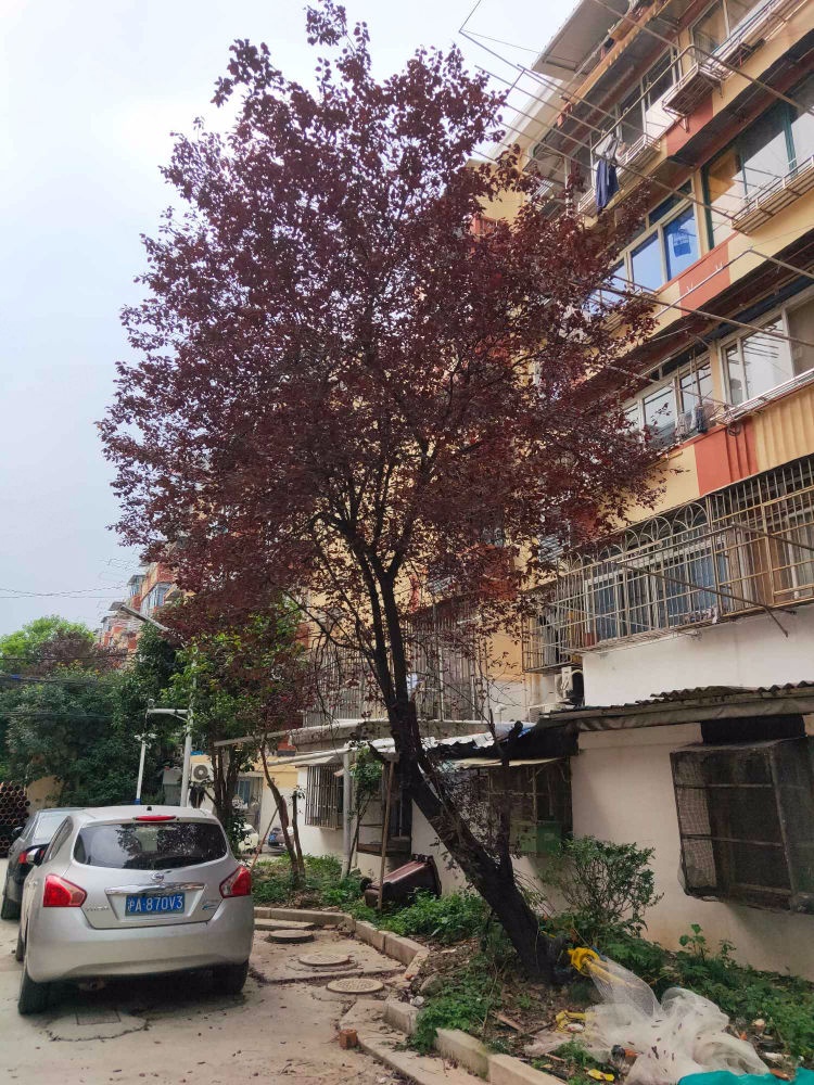 上海梅园新村(浦东)二手房房源图片