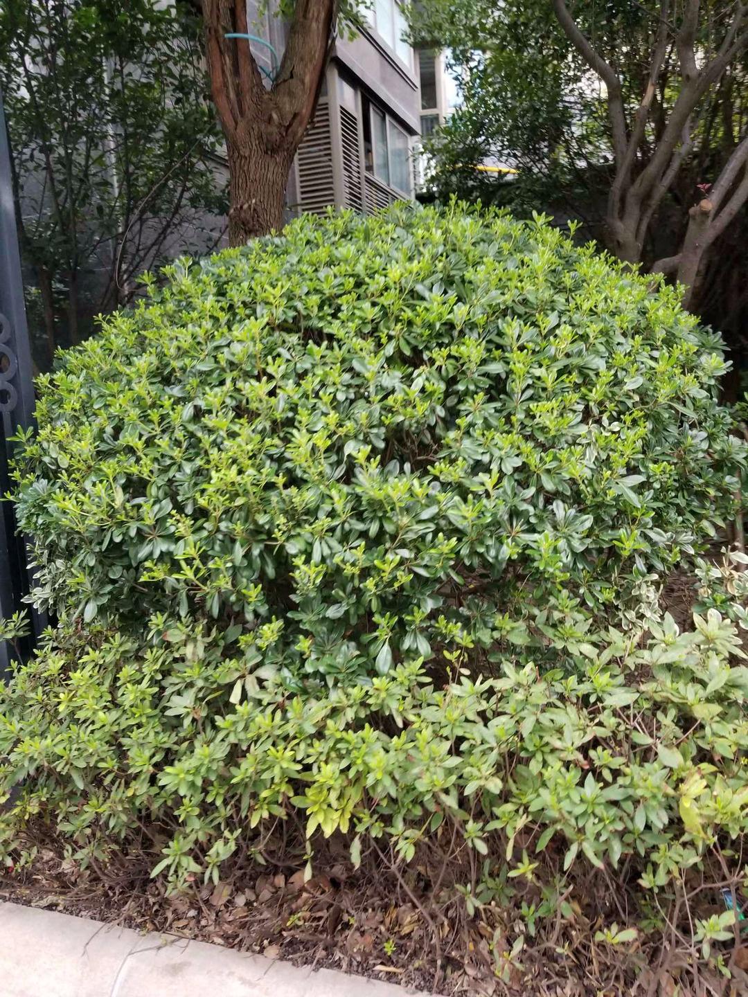 上海尚海湾豪庭(一期)二手房房源图片