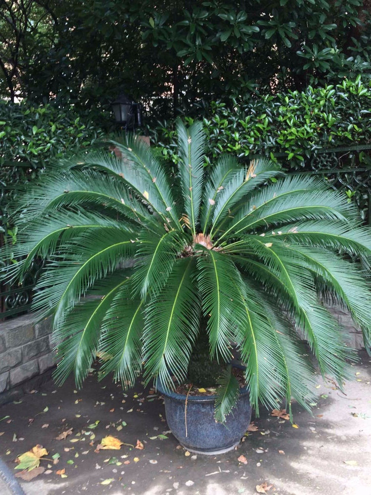 上海碧云国际社区晓园二手房房源图片