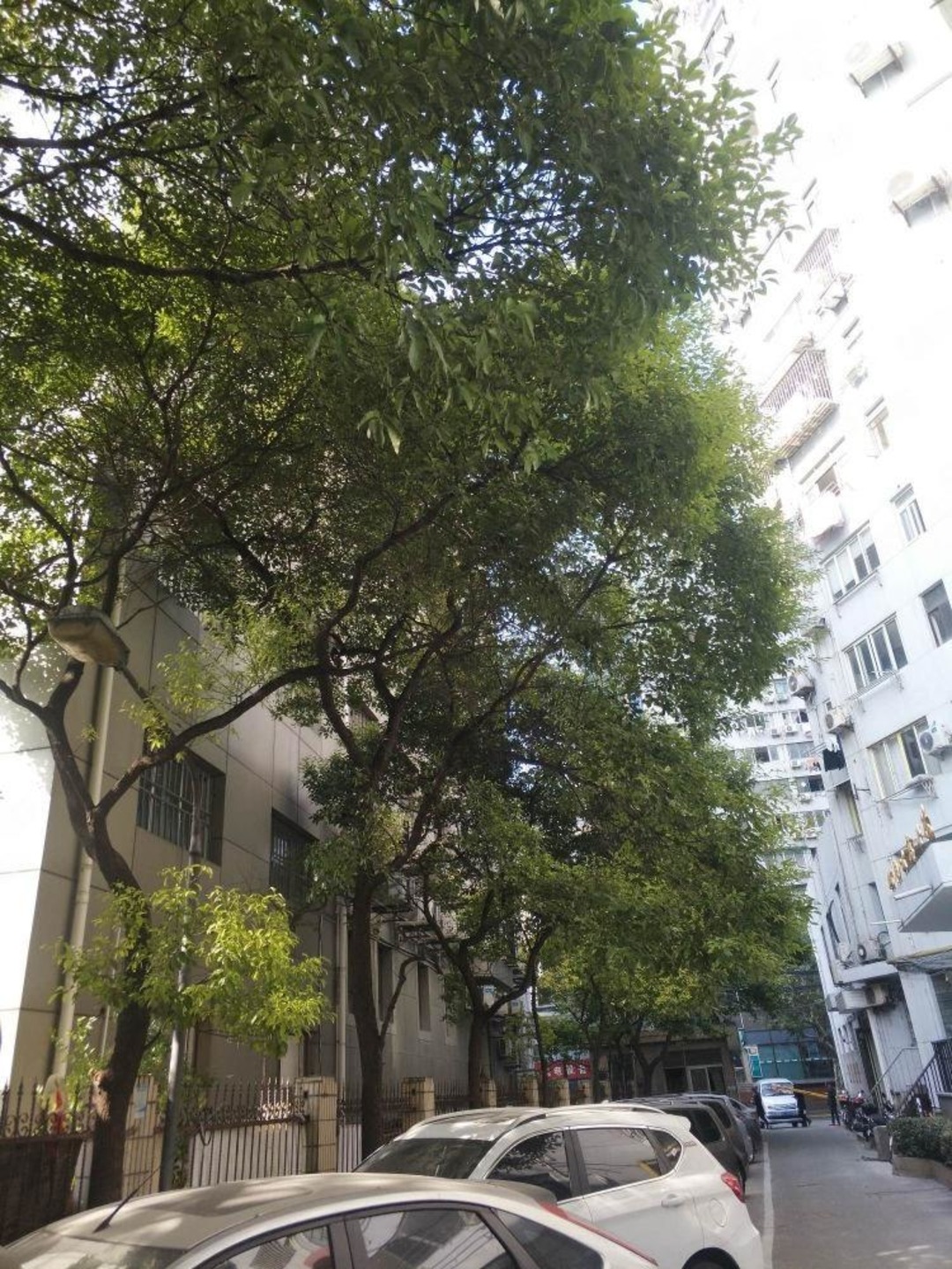 上海松柏公寓二手房房源图片