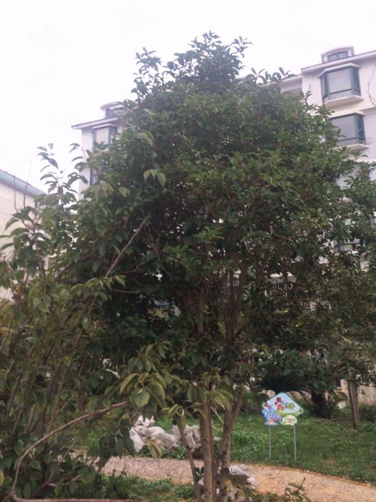 上海博一小区(2支弄)二手房房源图片