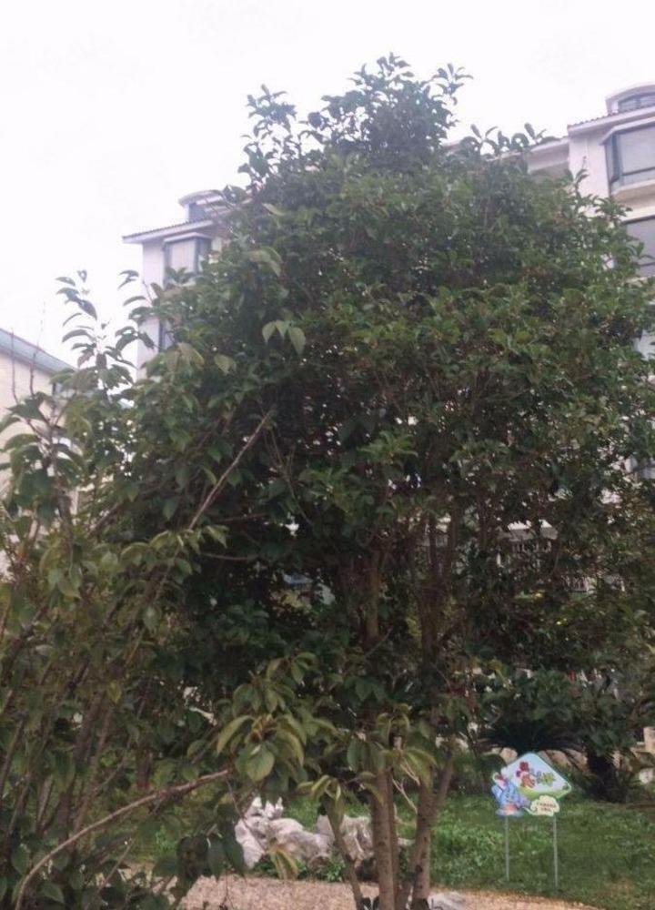 上海博一小区(2支弄)二手房房源图片