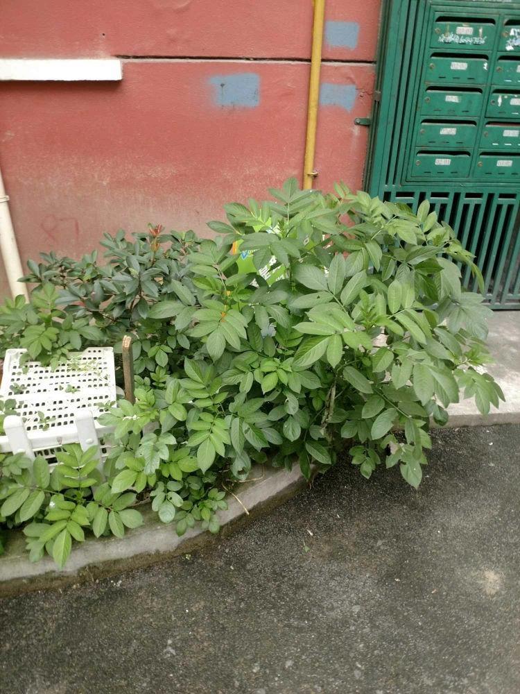 上海梅陇一村二手房房源图片