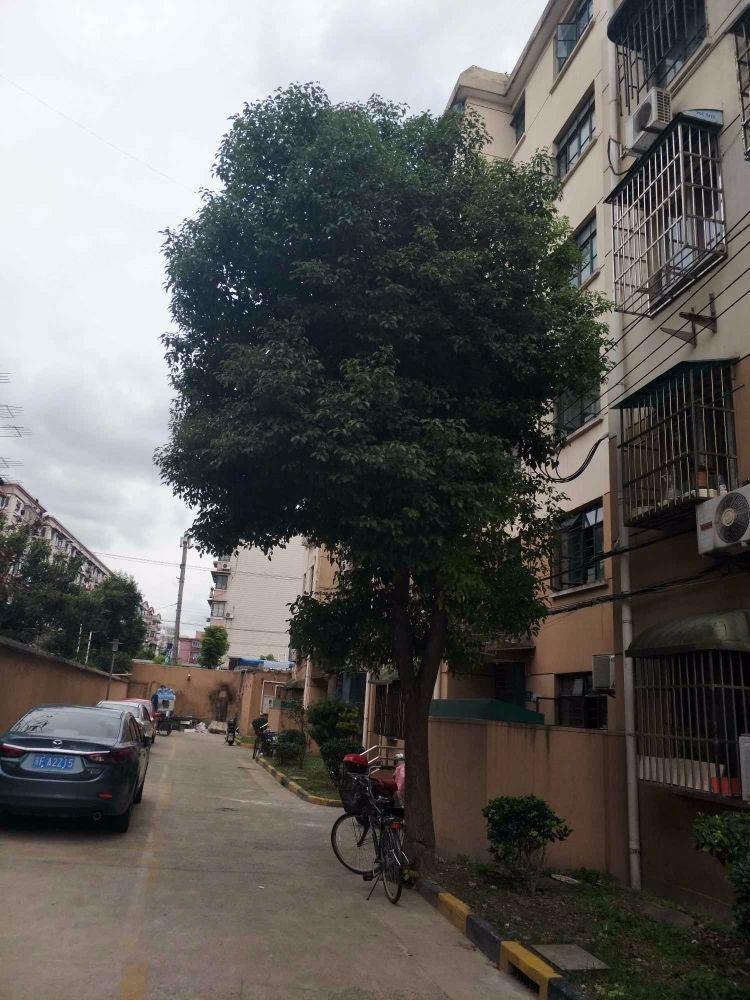上海临汾路1564弄小区二手房房源图片