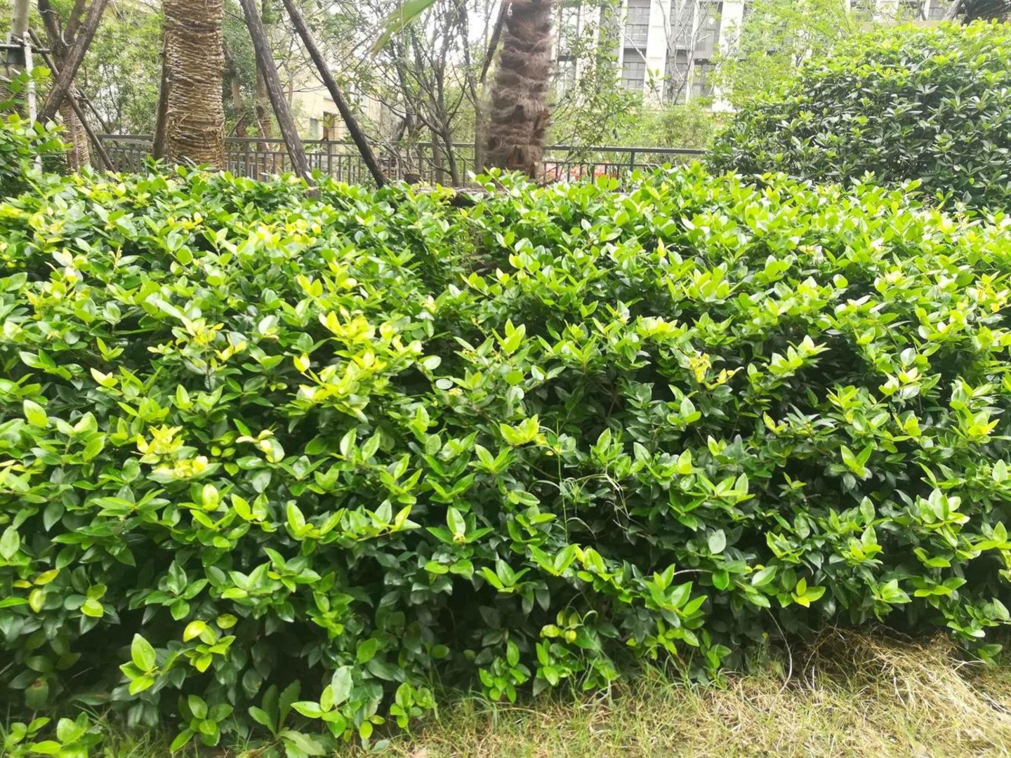 上海龙湖新壹城二手房房源图片
