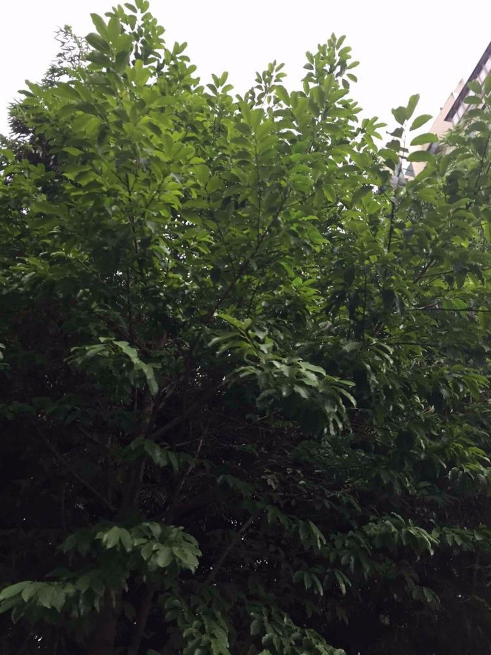 上海大华愉景华庭二手房房源图片