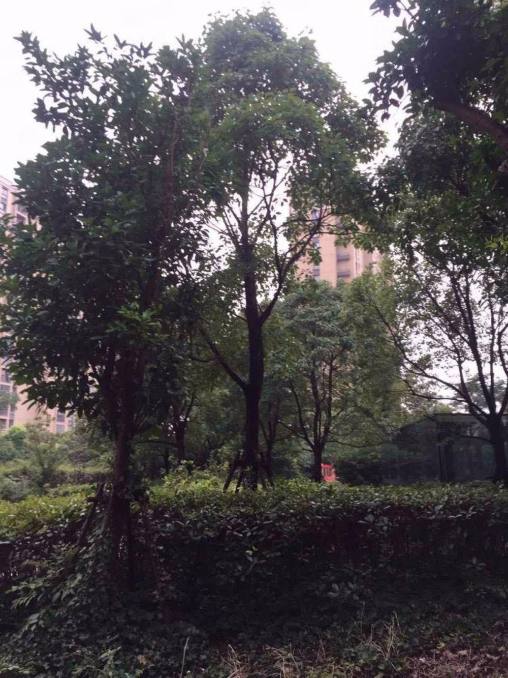 上海星晓家园二手房房源图片