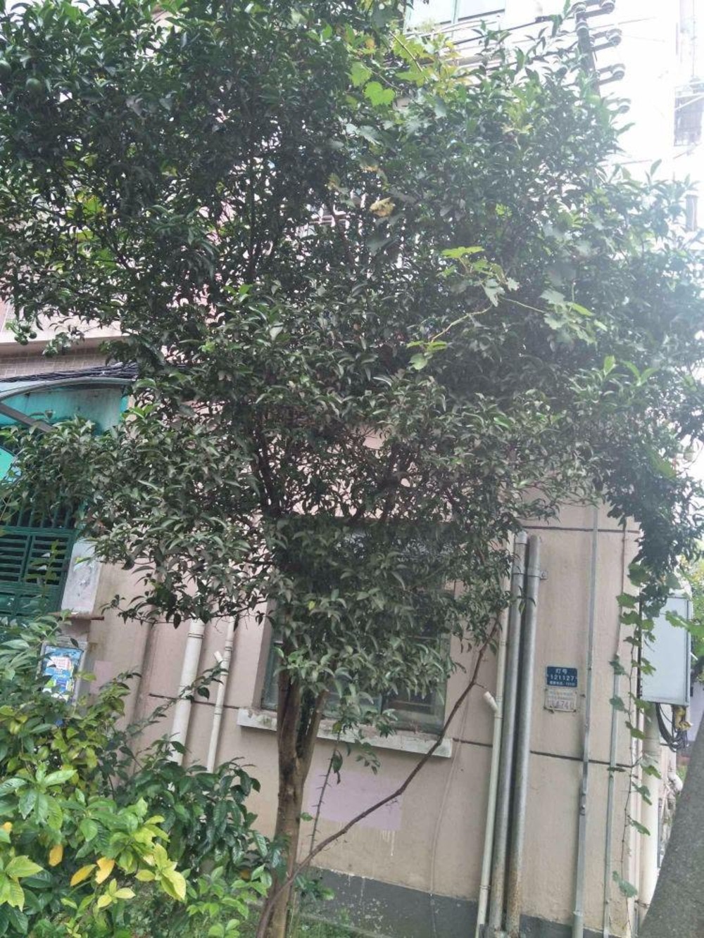 上海延吉六村二手房房源图片