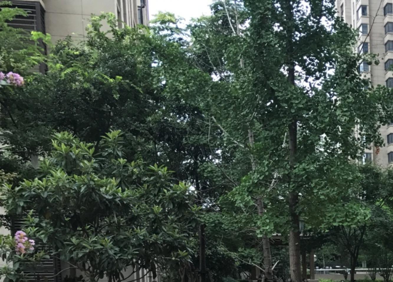 上海徐汇世家花园二手房房源图片