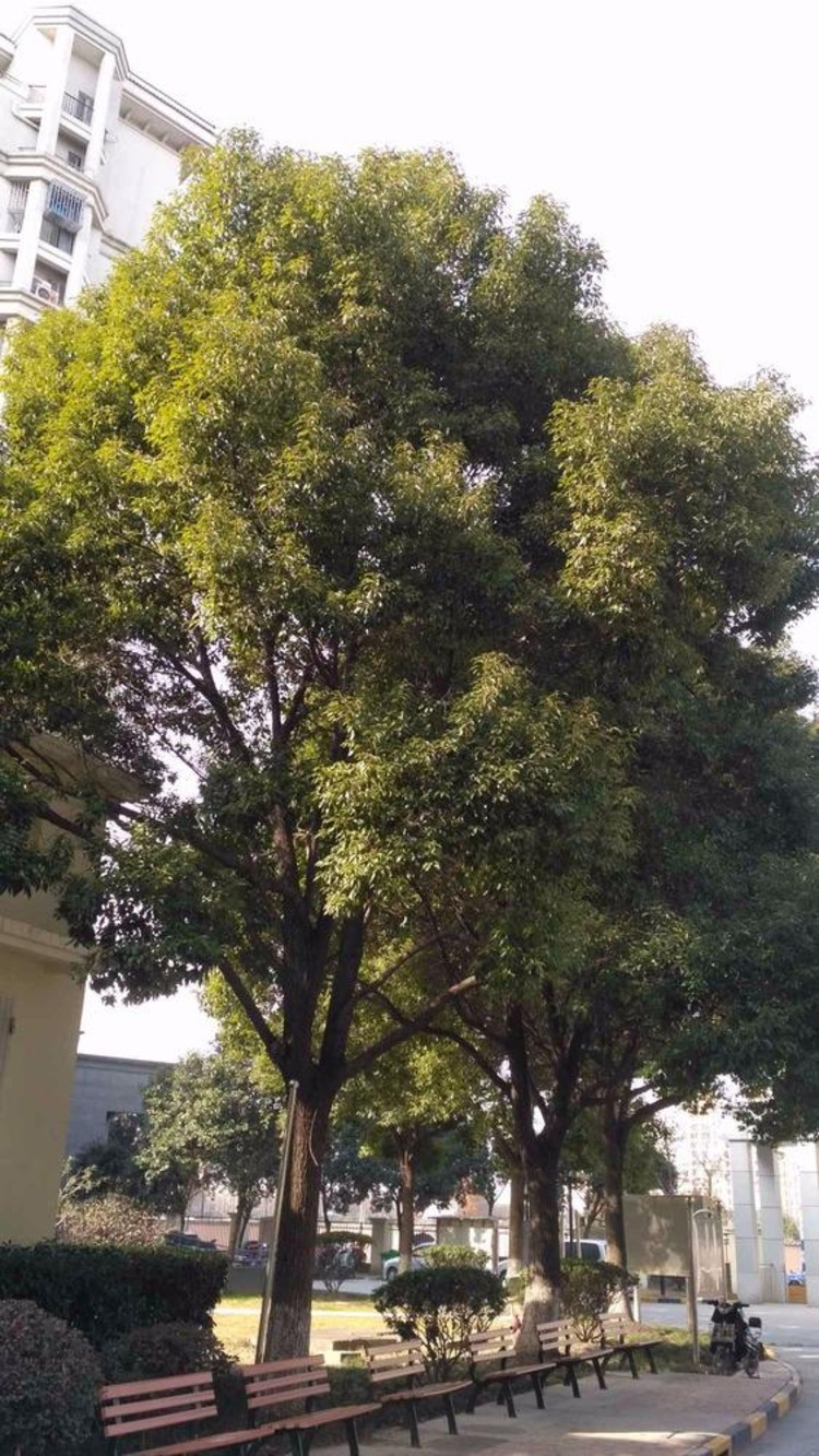 上海君莲小区e块二手房房源图片
