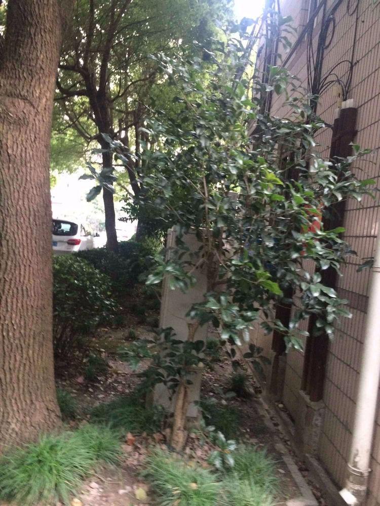 上海东陆安居苑九街坊二手房房源图片