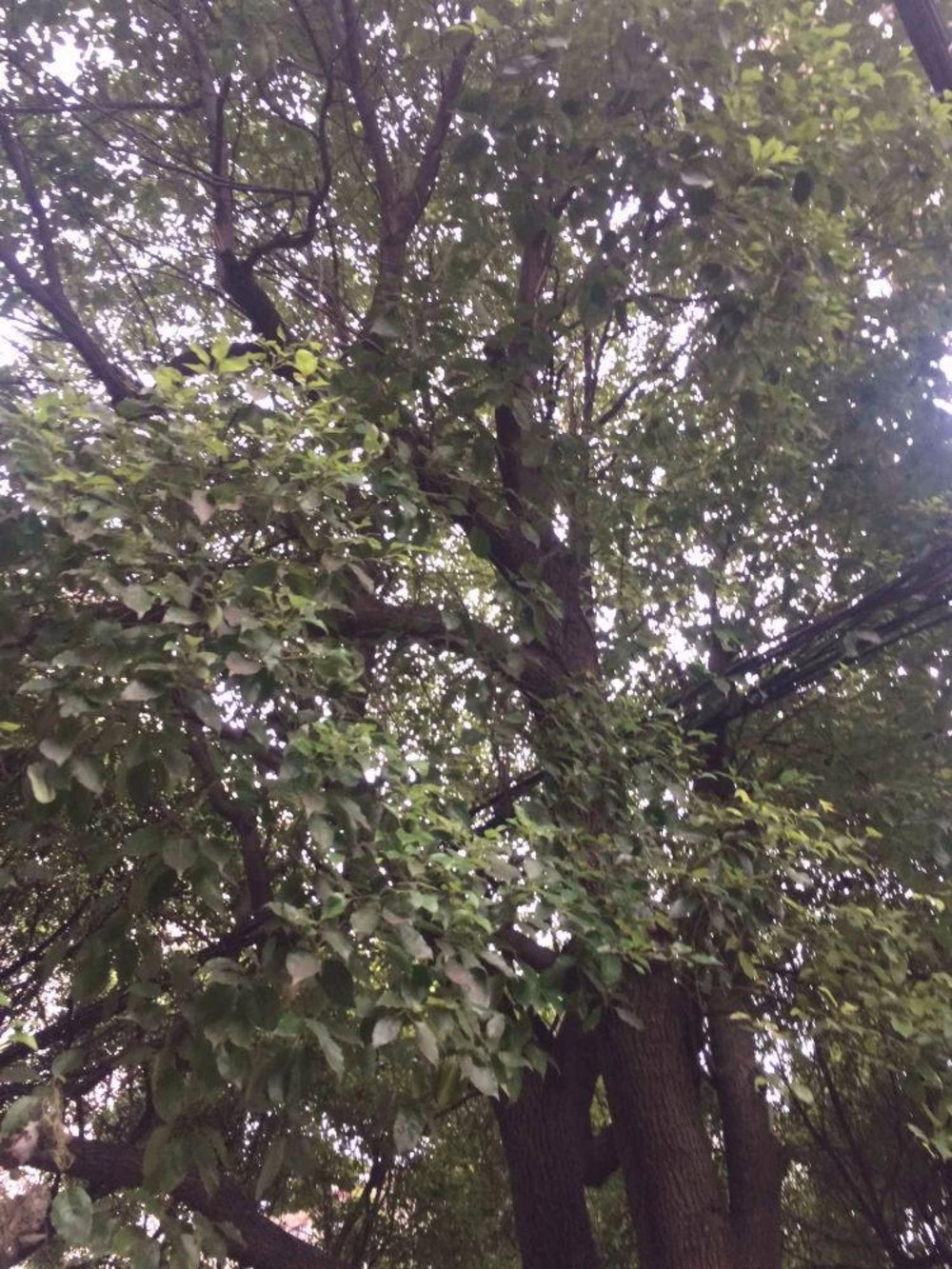 上海东陆安居苑九街坊二手房房源图片