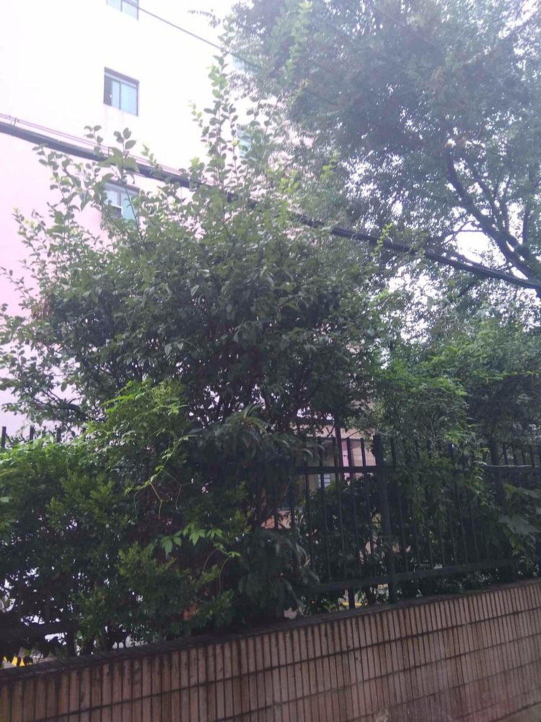 上海延中社区二手房房源图片