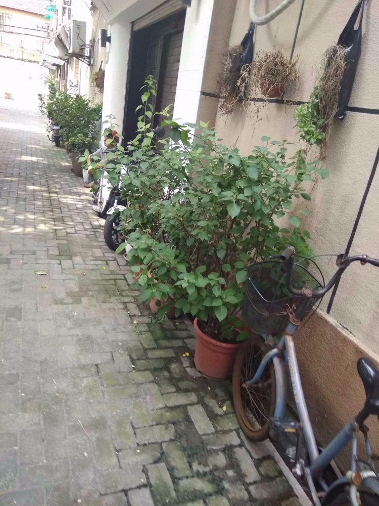 上海长乐路930弄小区二手房房源图片