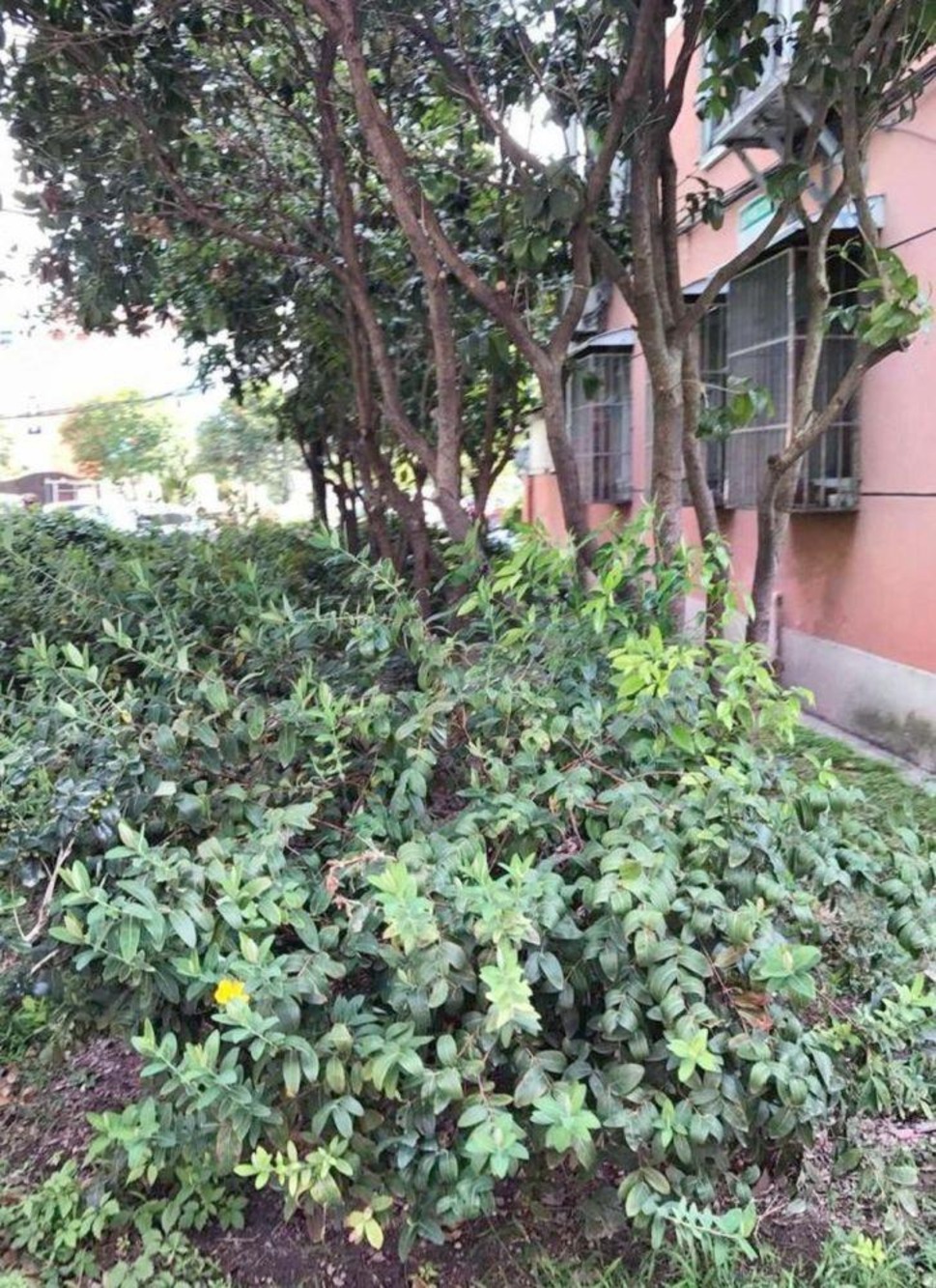 上海新泾七村二手房房源图片