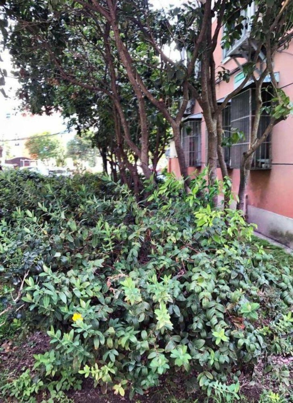 上海新泾七村二手房房源图片