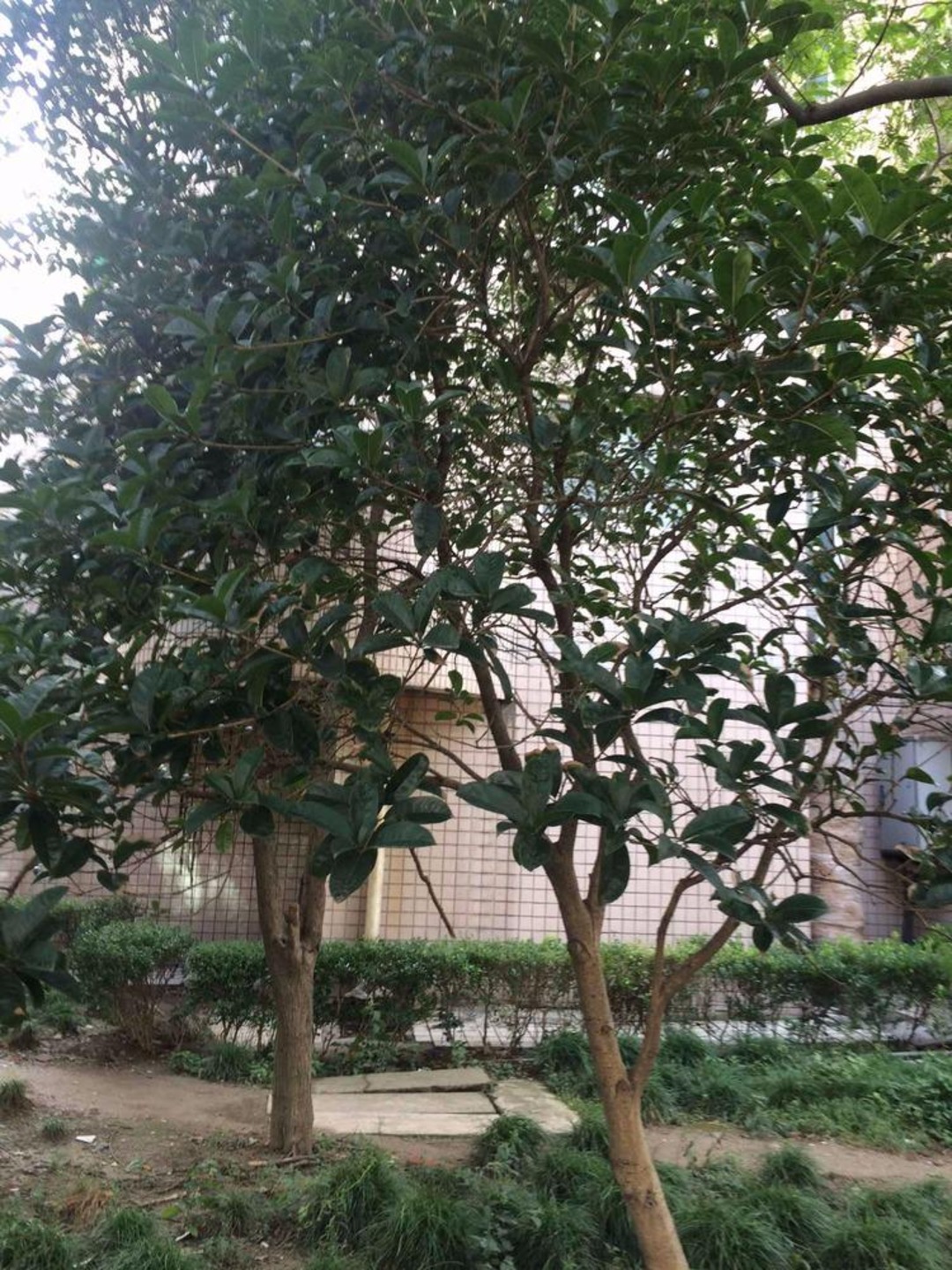 上海金桥酒店公寓二手房房源图片