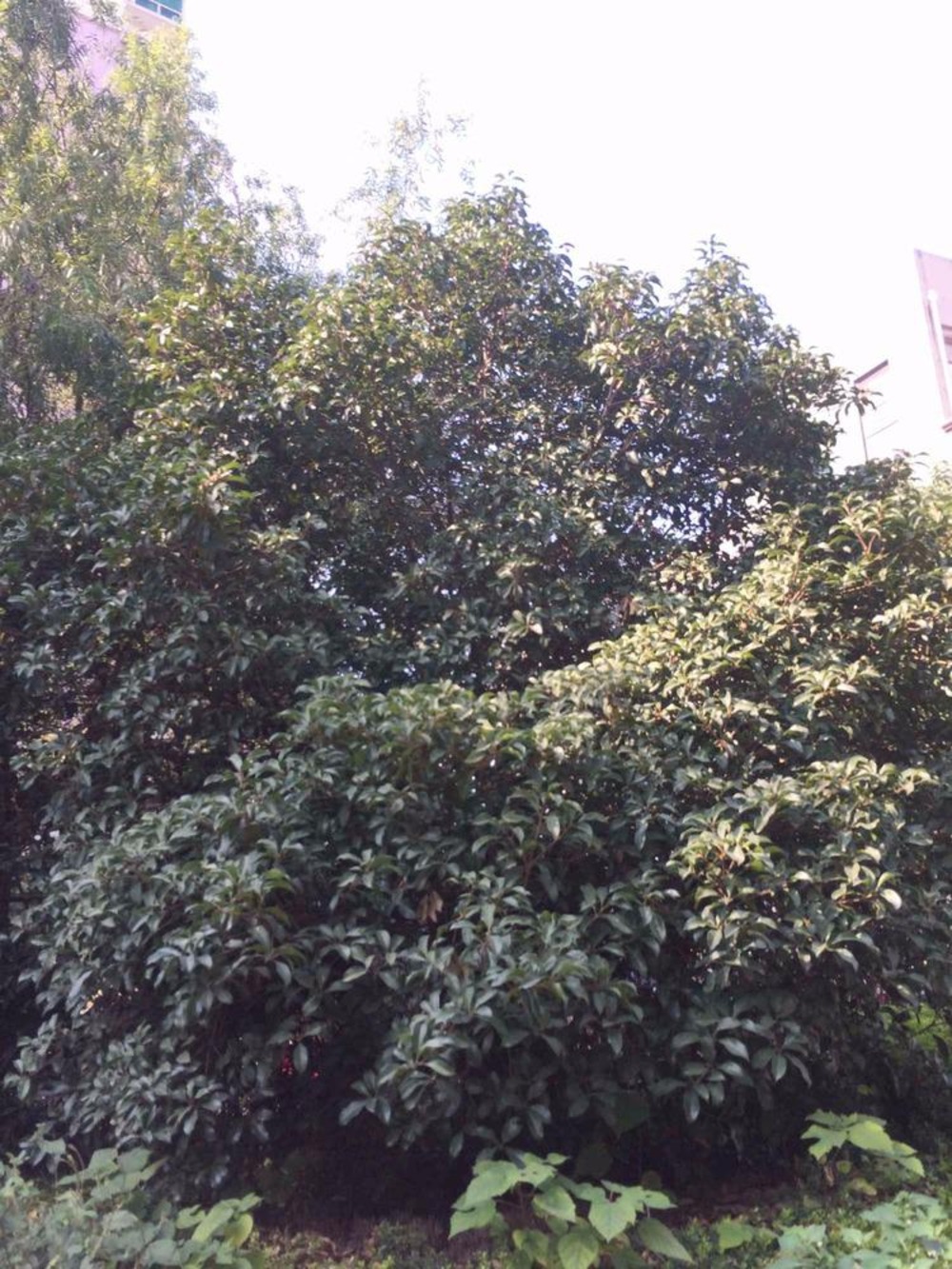 上海万邦都市花园二手房房源图片