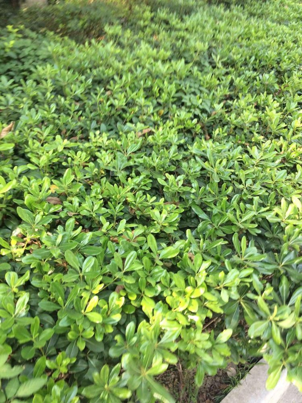 上海万邦都市花园二手房房源图片