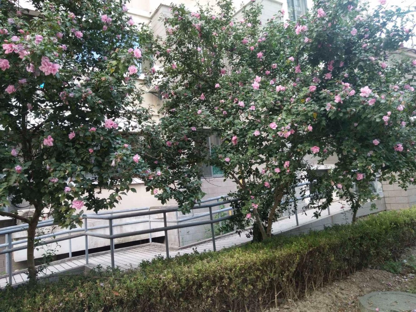 上海嘉定蔷薇苑二手房房源图片