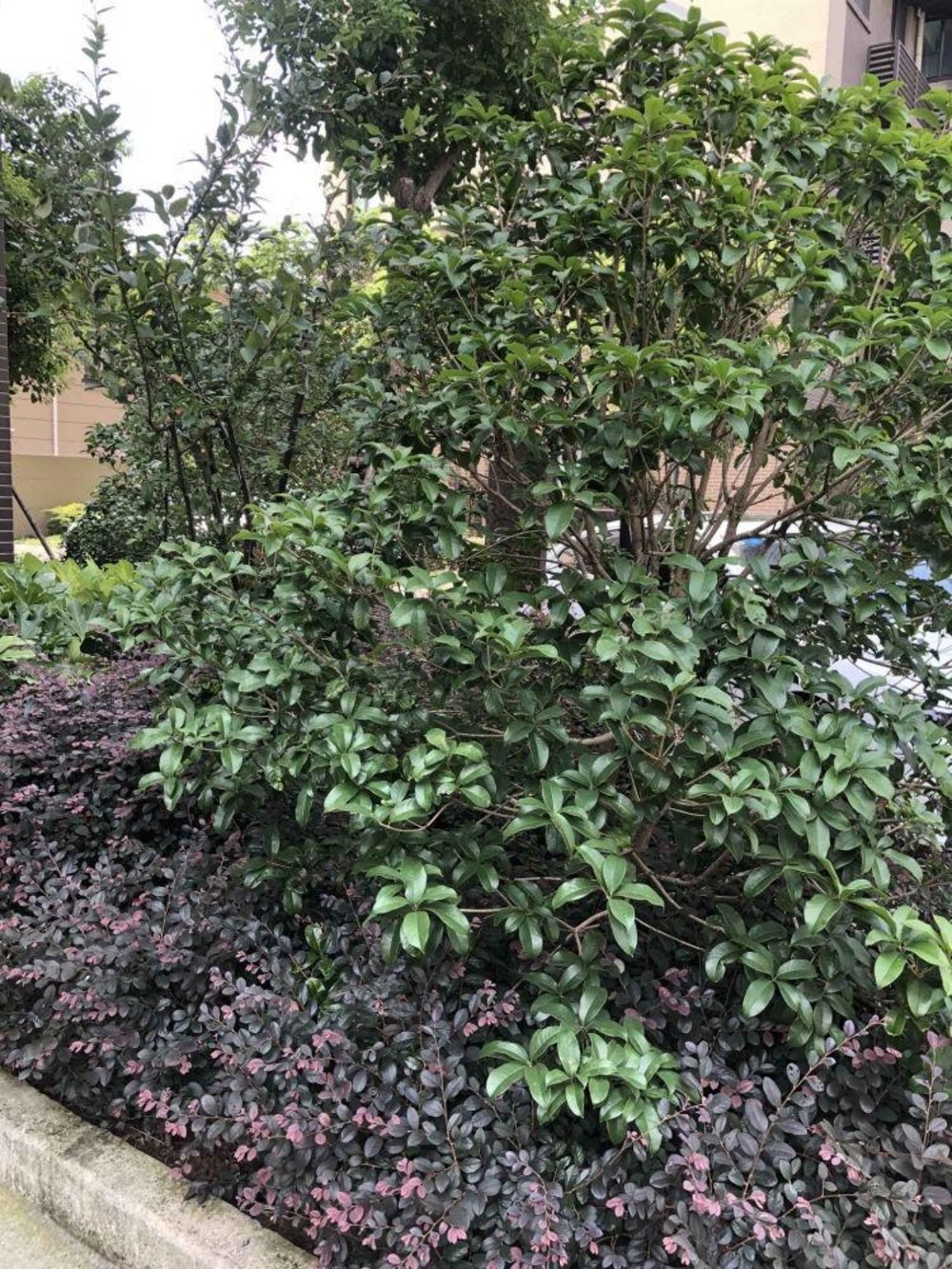 上海塘和家园顺康苑二手房房源图片