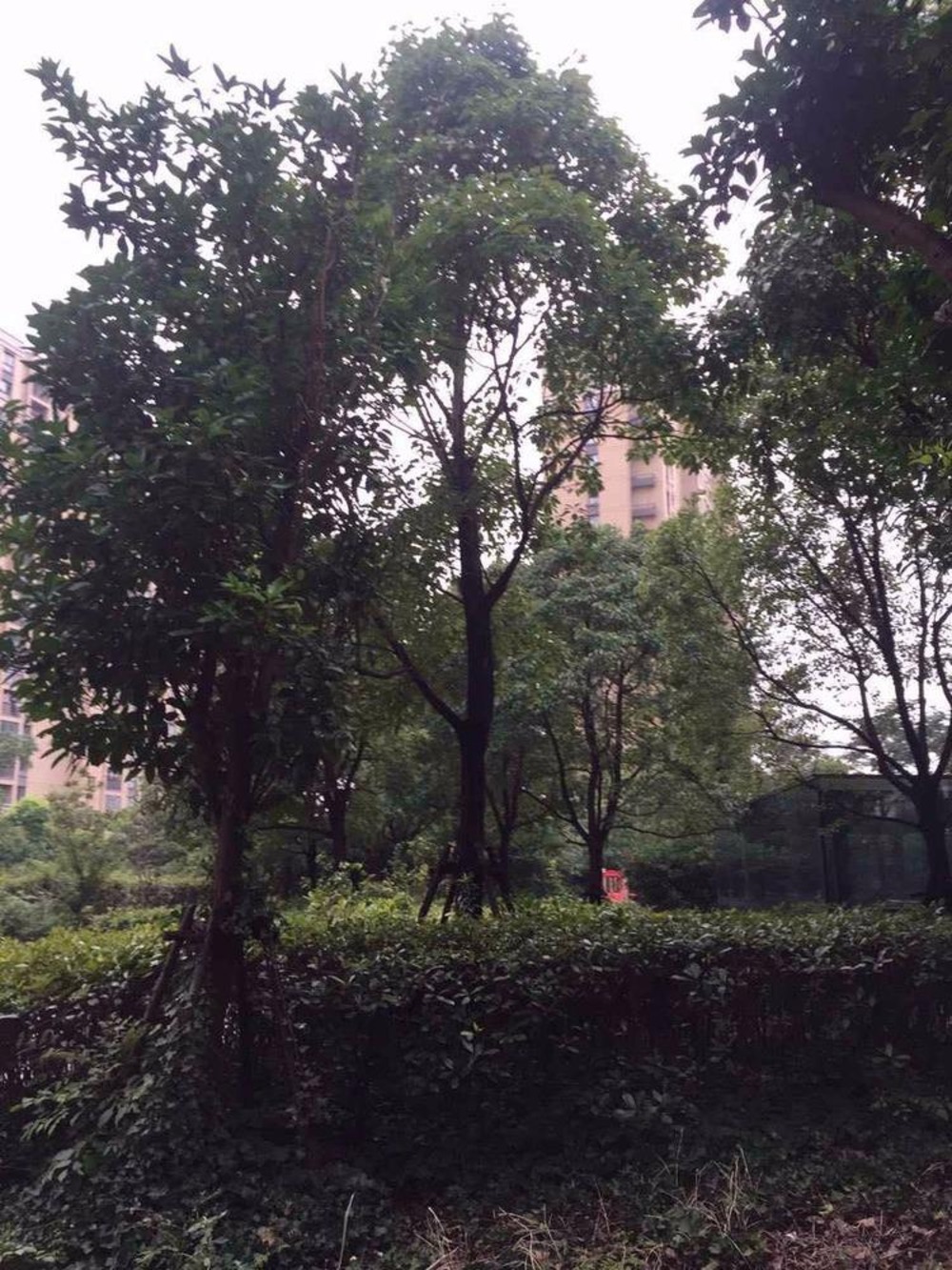 上海星晓家园二手房房源图片