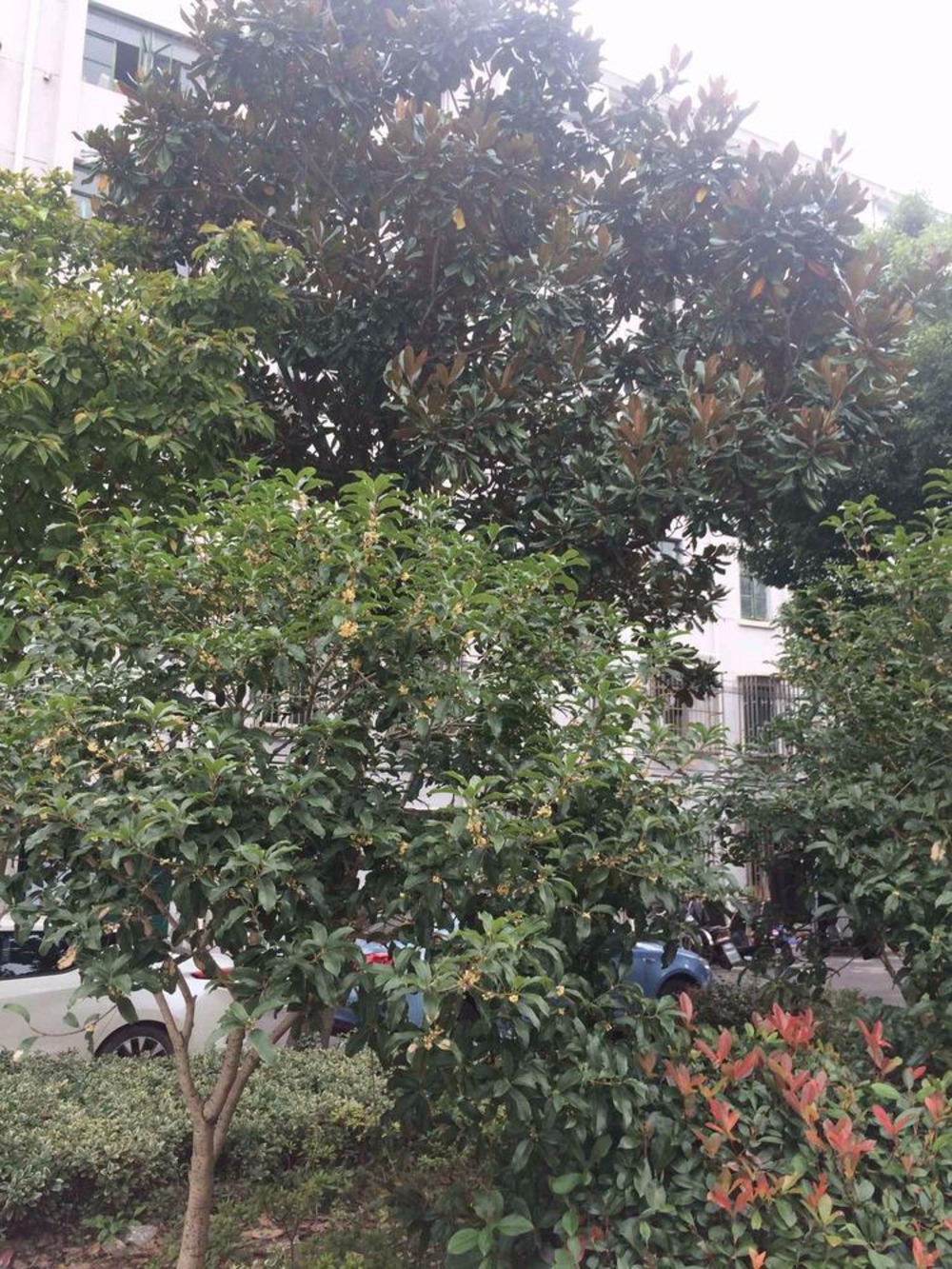 上海寿一小区二手房房源图片